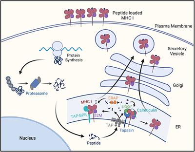 Cancer Immune Evasion Through Loss of MHC Class I Antigen Presentation